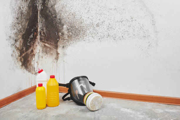 Best Certified Mold Removal  in Schertz, TX