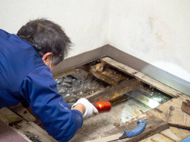 Best Mold Inspection  in Schertz, TX