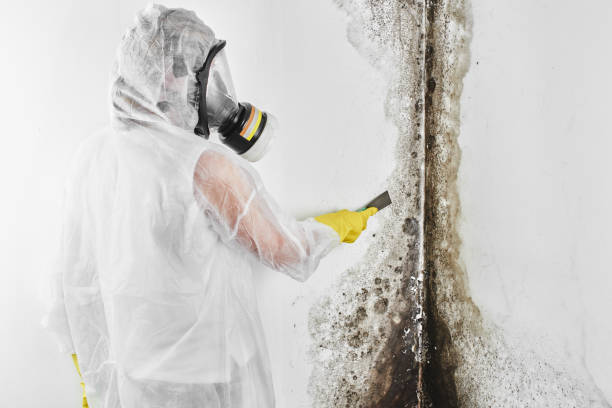 Best Attic Mold Removal  in Schertz, TX