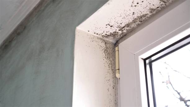 Best Mold Remediation  in Schertz, TX