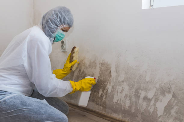 Best Mold Damage Repair  in Schertz, TX