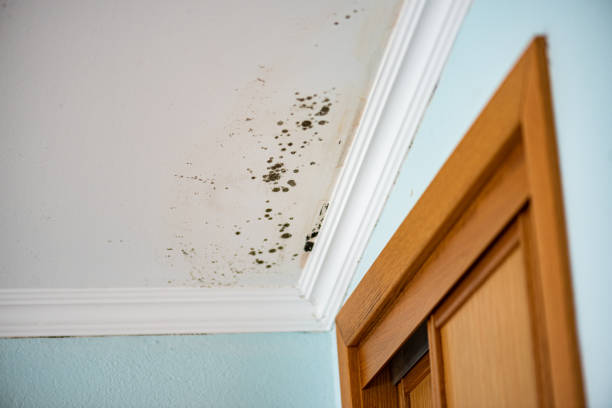 Best Mold Removal Near Me  in Schertz, TX