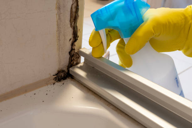 Best Professional Mold Removal  in Schertz, TX