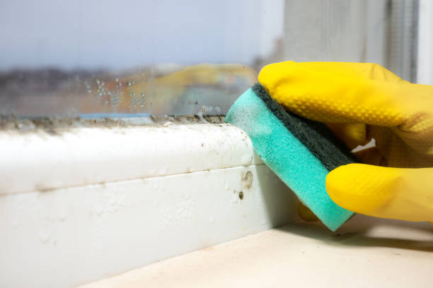 Best Home Mold Removal  in Schertz, TX