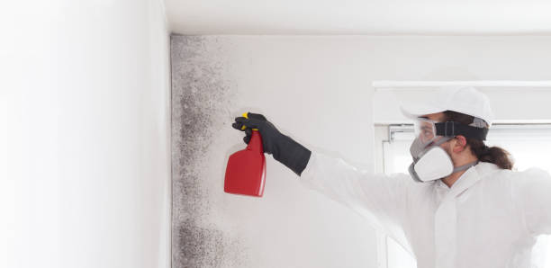 Best Fast Mold Removal  in Schertz, TX