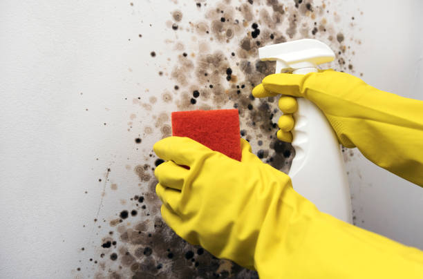 Best Best Mold Removal Companies  in Schertz, TX