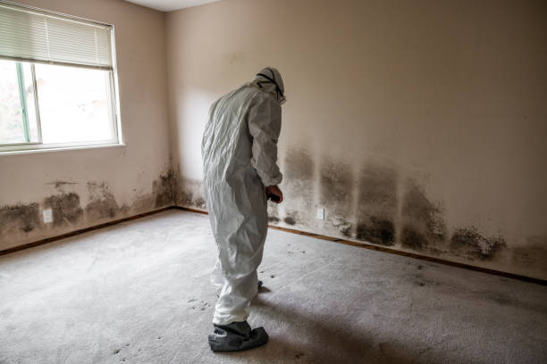 Mold Removal and Inspection in Schertz, TX