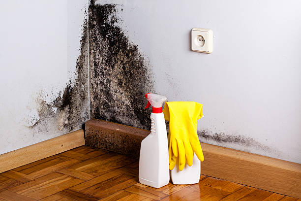 Best Mold Damage Repair  in Schertz, TX