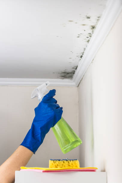 Best Commercial Mold Removal  in Schertz, TX